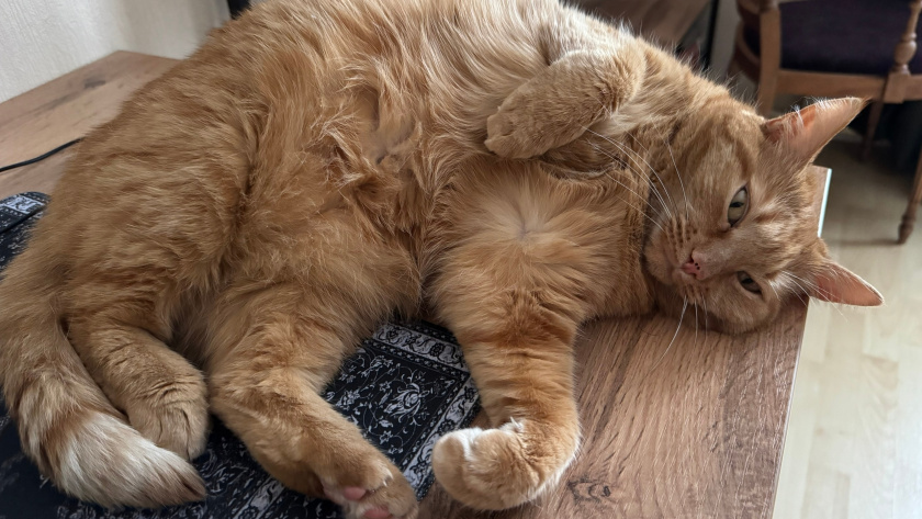    Фото progorod43.ru