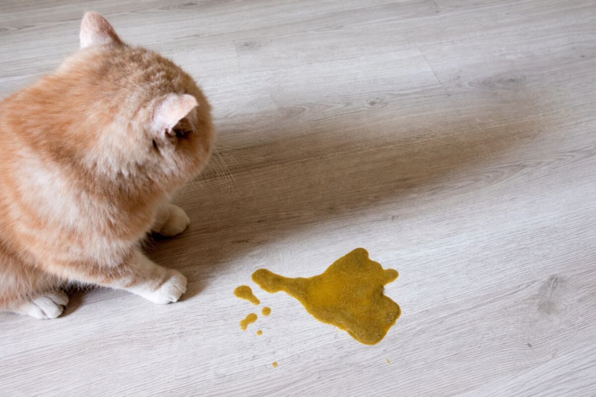 Кошку вырвало 