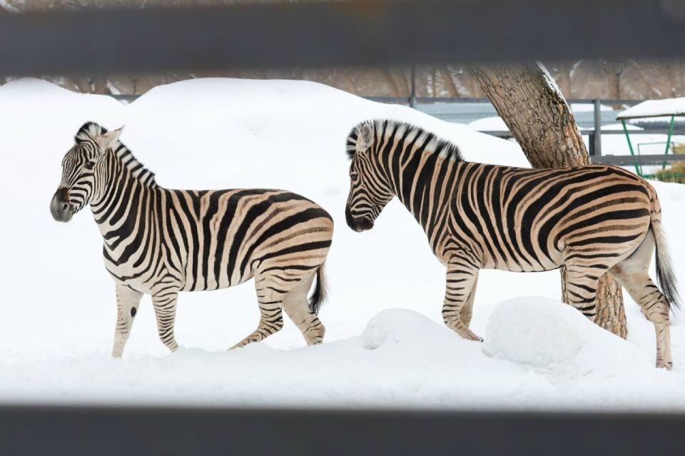    Зебры в барнаульском зоопарке. Источник: vk.com/zoo_22
