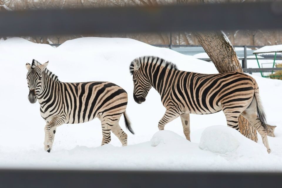   Зебры в барнаульском зоопарке. Источник: vk.com/zoo_22