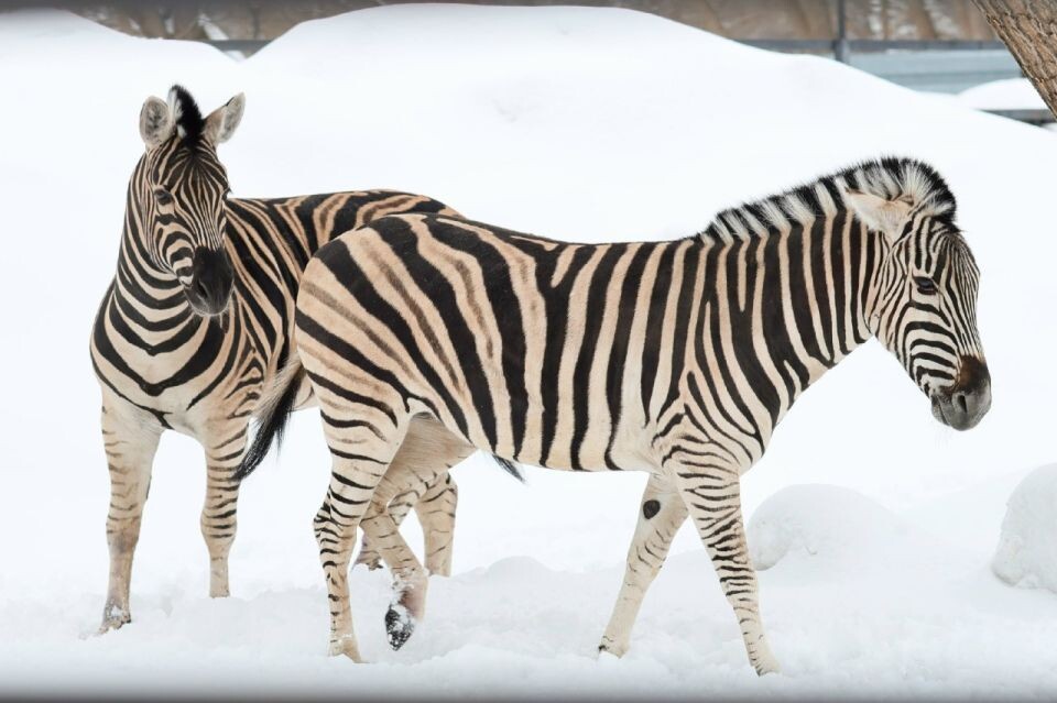    Зебры в барнаульском зоопарке. Источник: vk.com/zoo_22