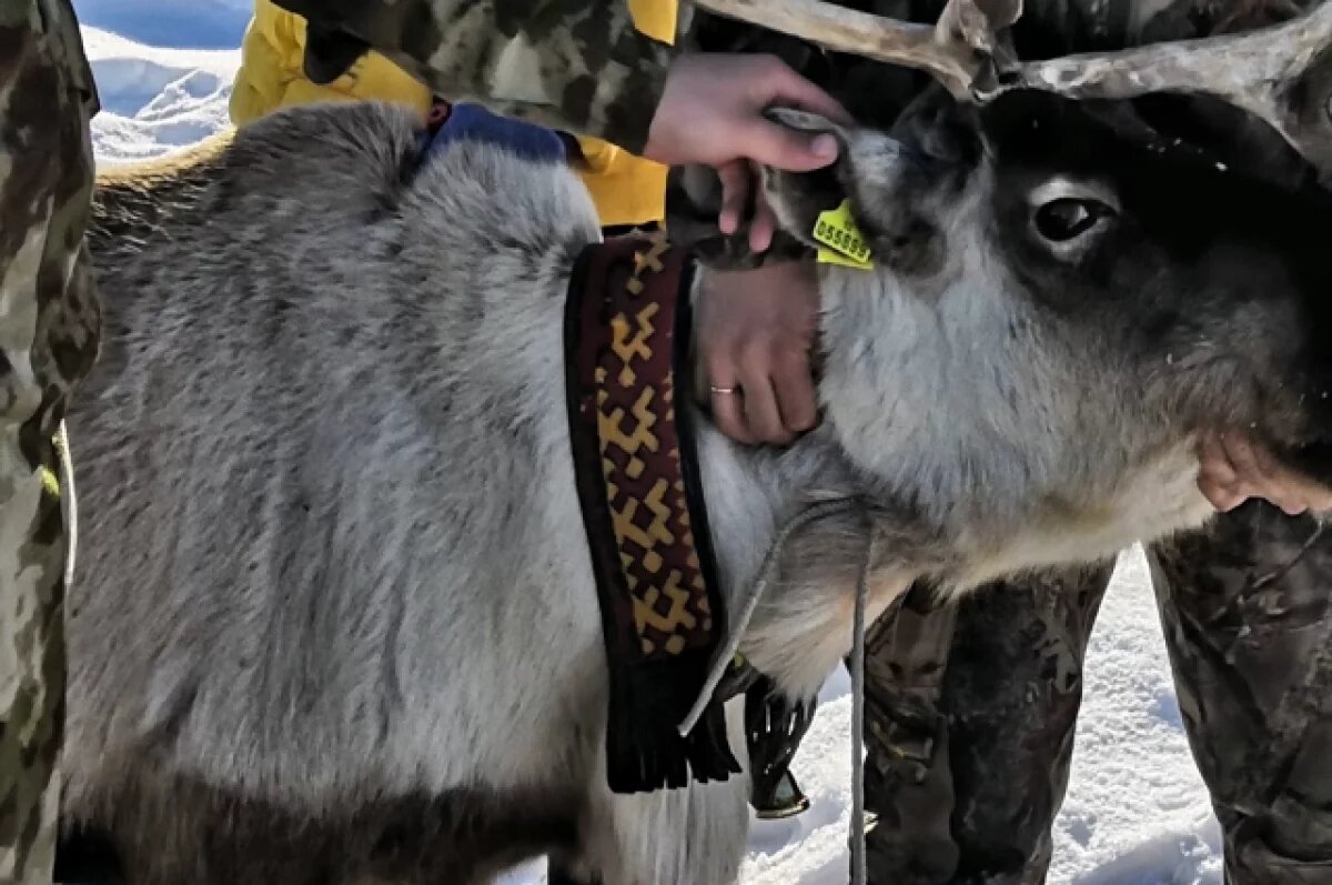    На Ямале стартовала весенняя вакцинация оленей против сибирской язвы