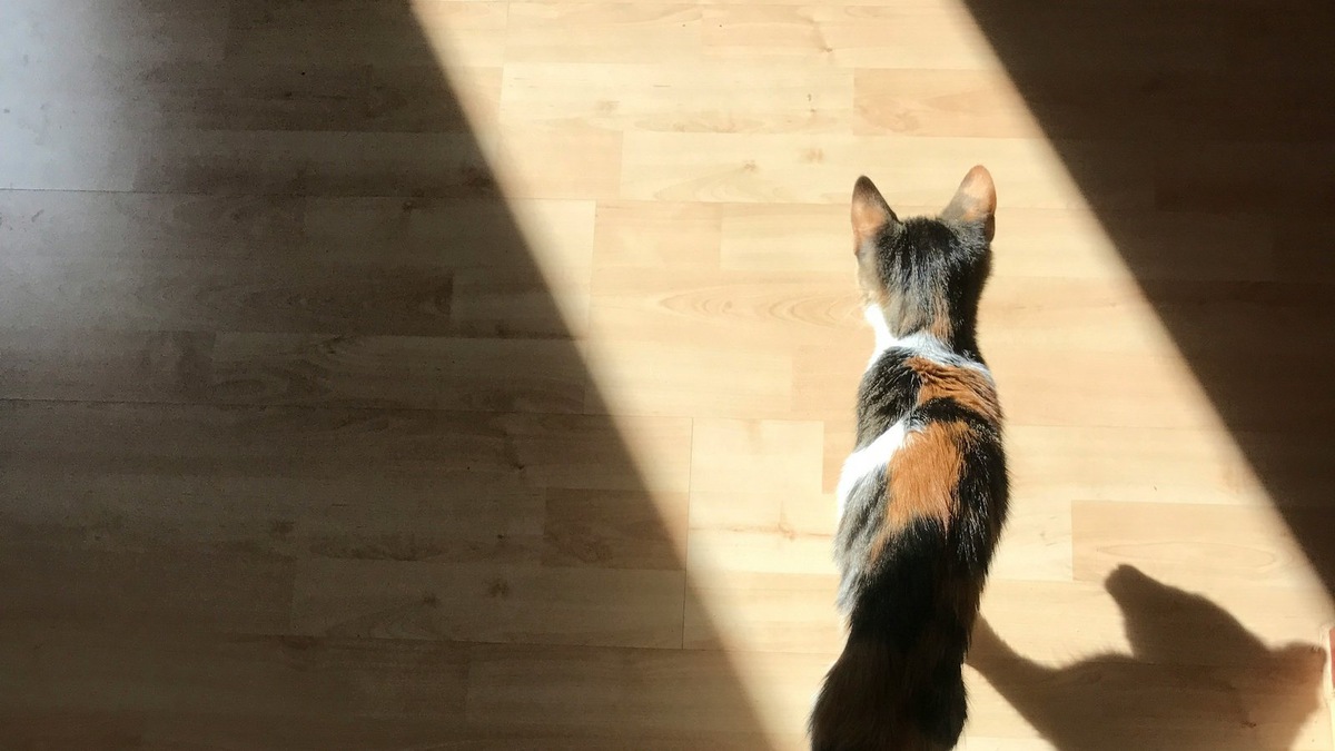    Аллергены кошек могут сохраняться в помещении длительное время