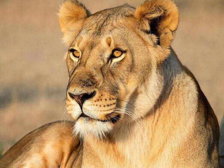     Фото создано с помощью нейросети gigachat