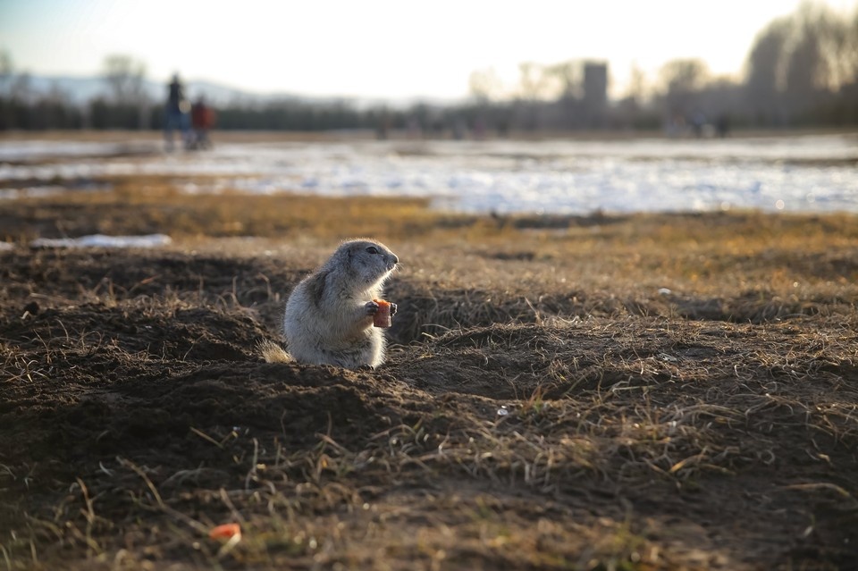   ИВАНОВА Диана