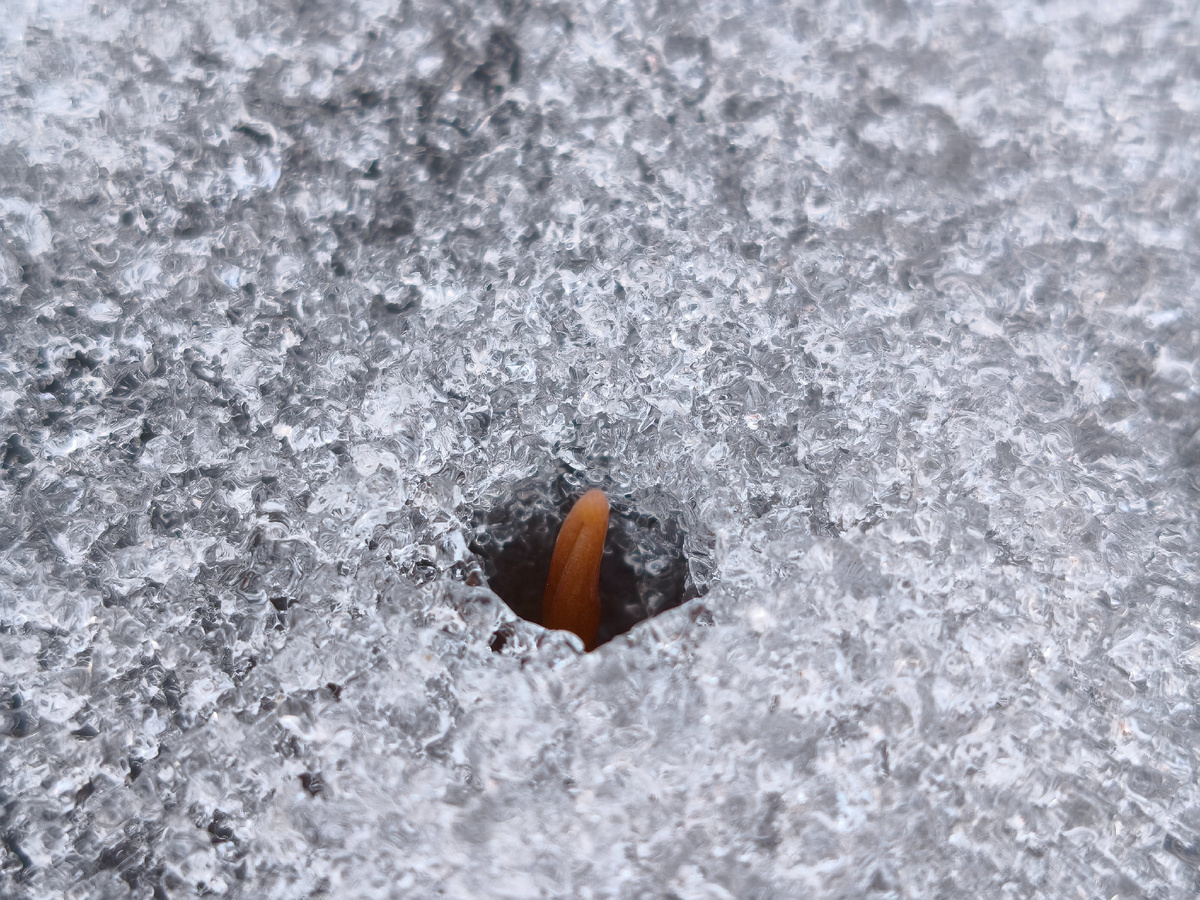 В прикопанных горшках прорастают первоцветы. Волнительно. 