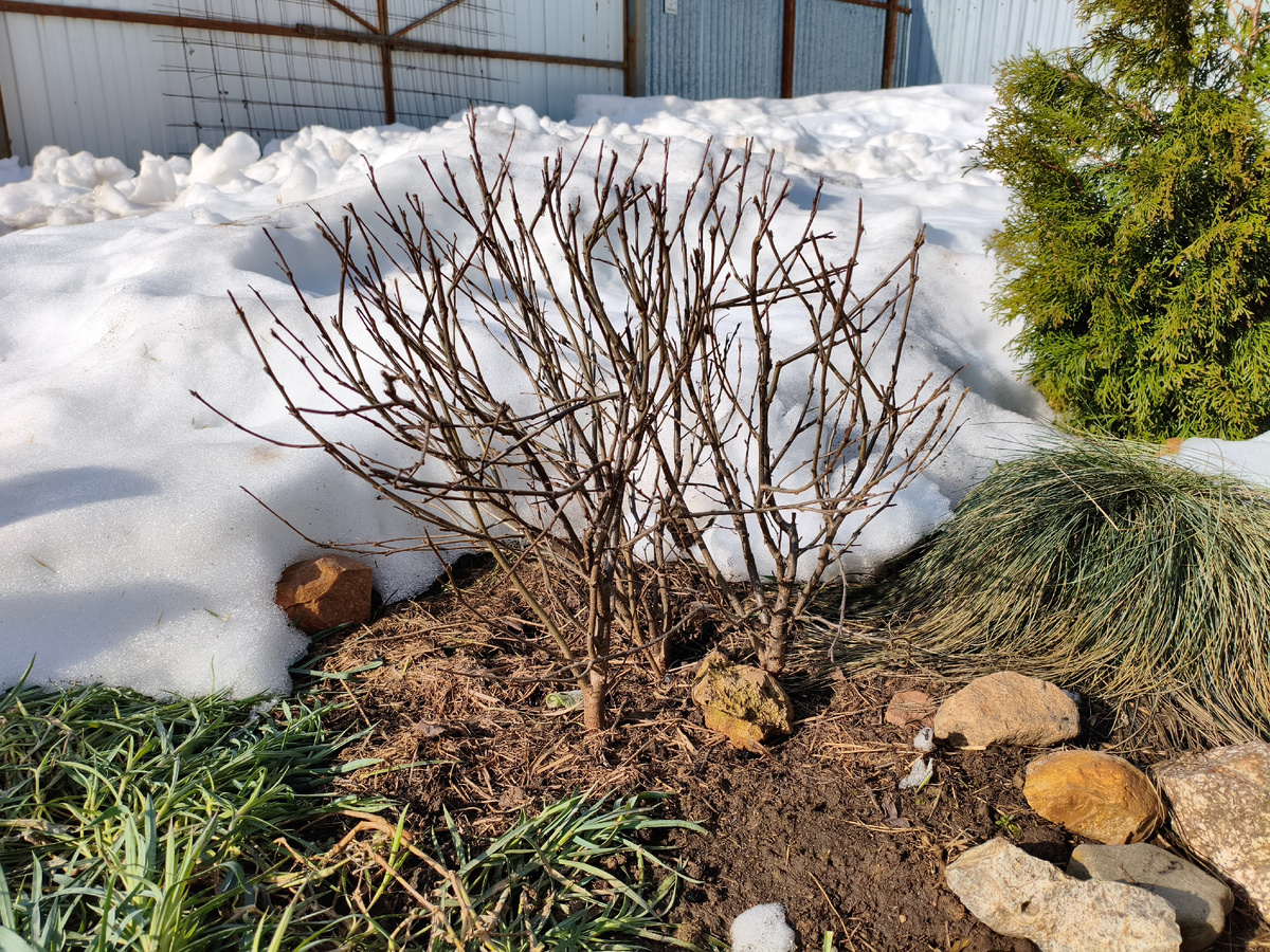 Кизильник блестящий вытаял, можно обрезать. 