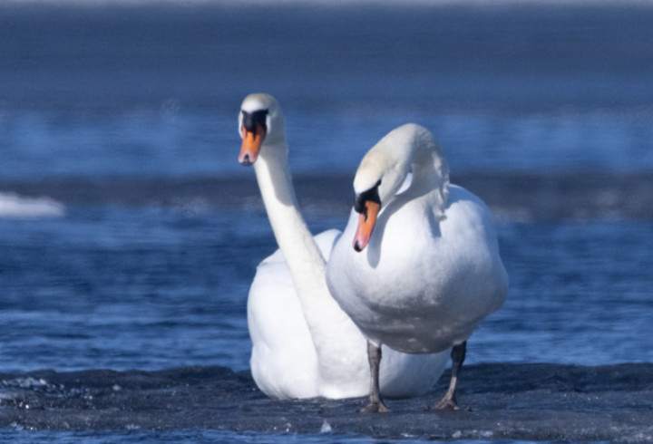    t.me/astrophotoboloto