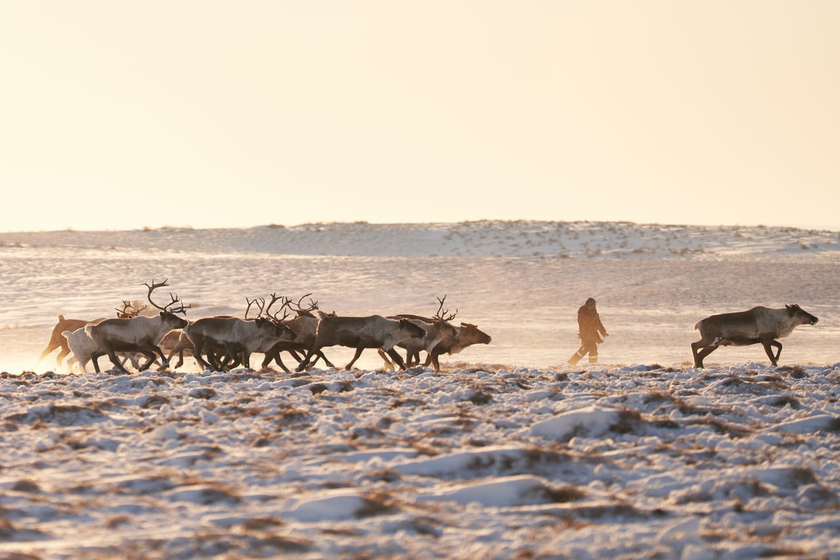    Фото: Правительство Чукотского АО, источник: чукотка.рф