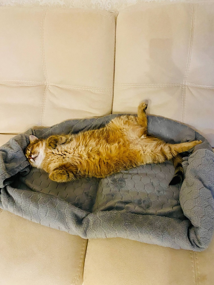 А дома-то они все преображаются в чистую роскошь! Как и этот кот, которого мы недавно пристроили.