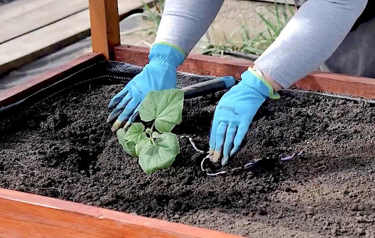 Защита рассады при пересадке в апреле: как избежать стресса и болезней