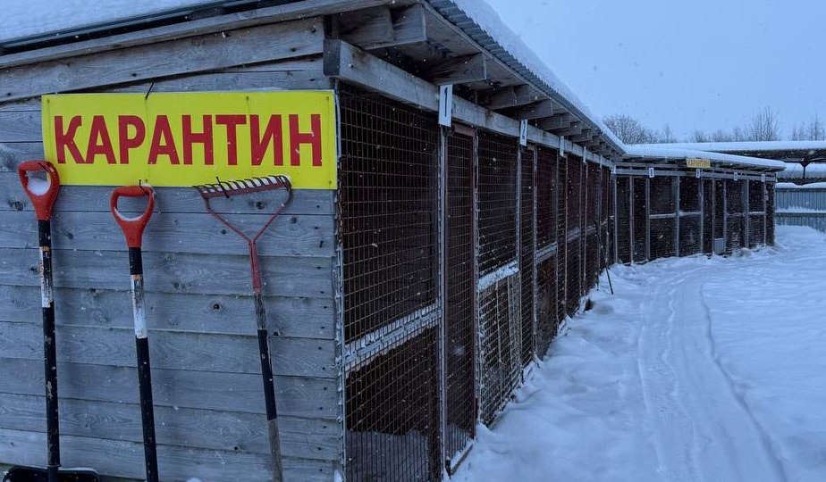 Прокуратура выявила нарушения в приюте под Архангельском