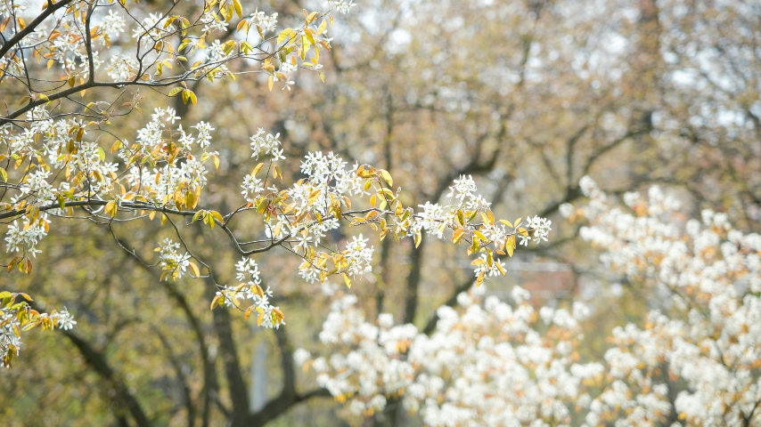 Ольха — ранний источник аллергенов.