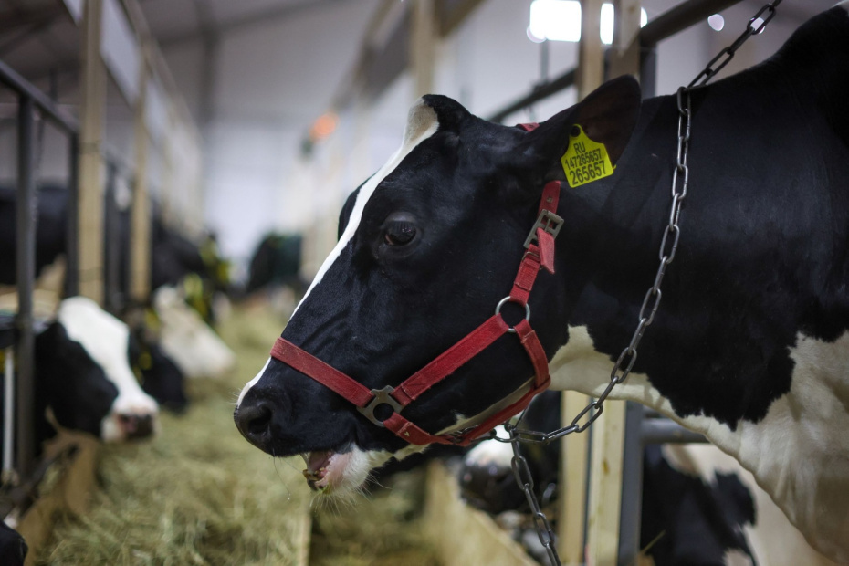    Алексей Белкин/NEWS.ru