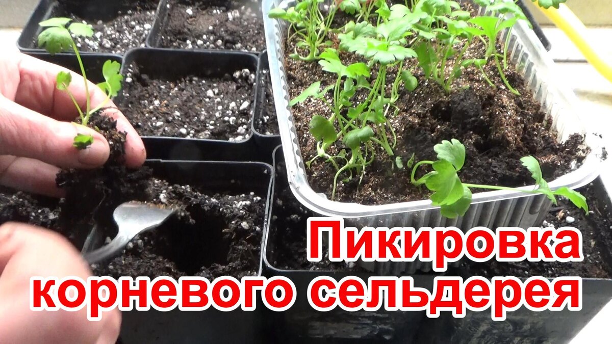 Пикировка рассады корневого сельдерея.