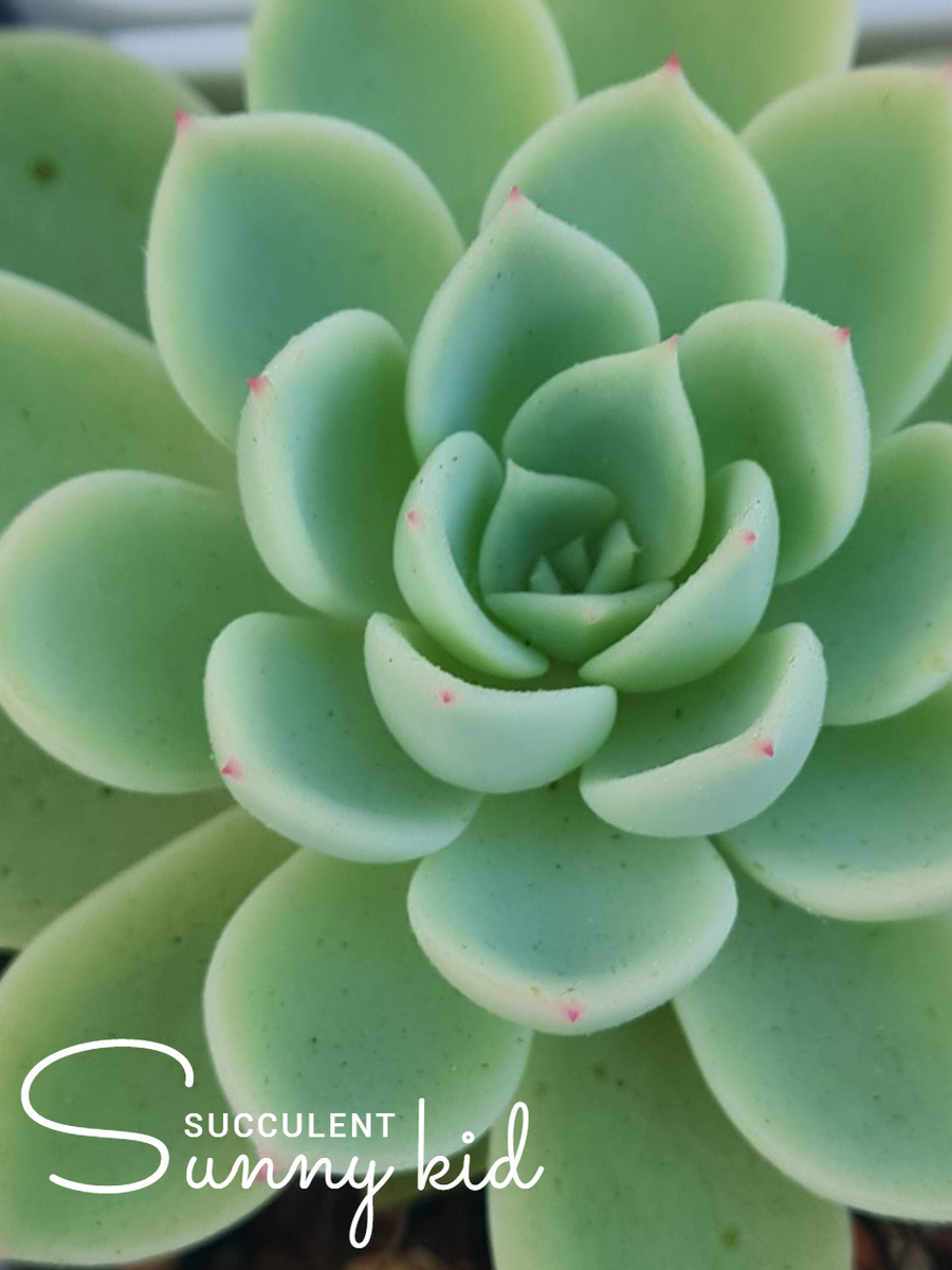 Echeveria «Blue Atoll» (она же — Echeveria «Coolvue»).Sunny kid | Succulent