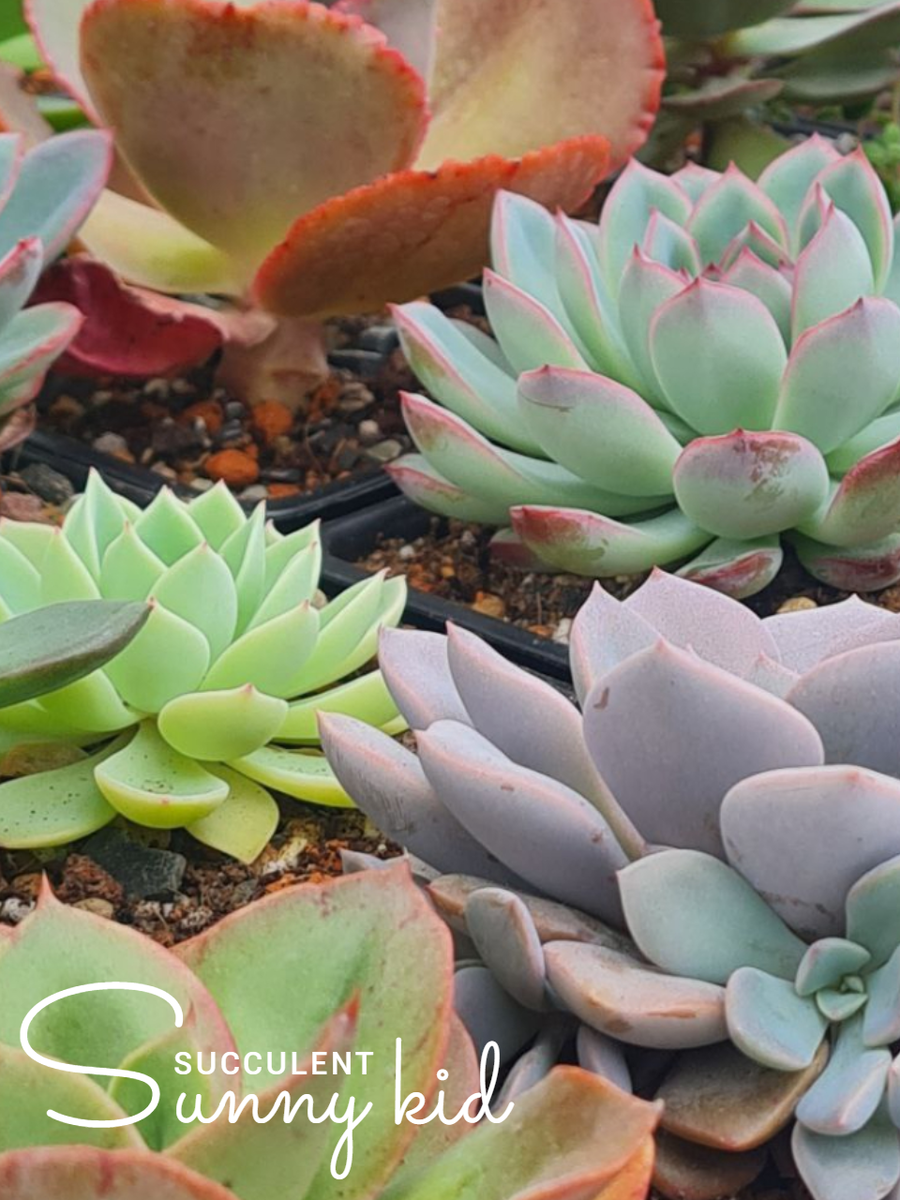 Echeveria «Blue Atoll» (она же — Echeveria «Coolvue»).Sunny kid | Succulent