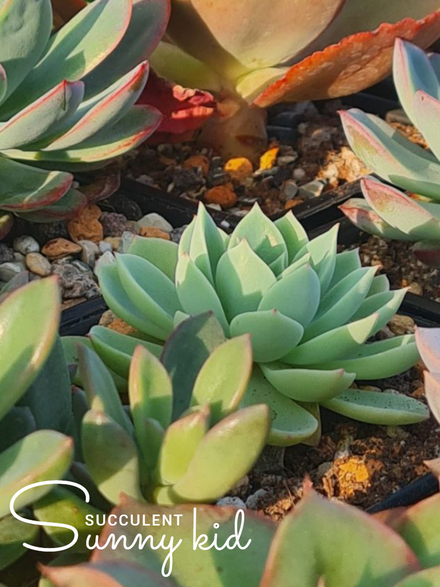 Echeveria «Blue Atoll» (она же — Echeveria «Coolvue»).Sunny kid | Succulent