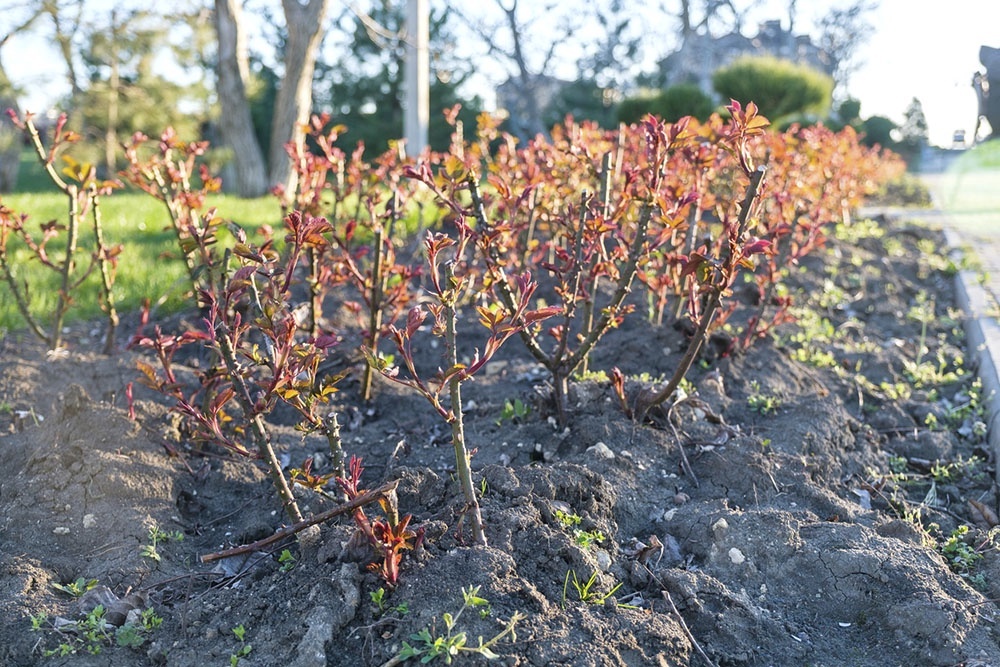    Главная весенняя задача - убрать укрытия вовремя. Иначе растения либо замерзнут, либо выпреют от переувлажнения. / iStock