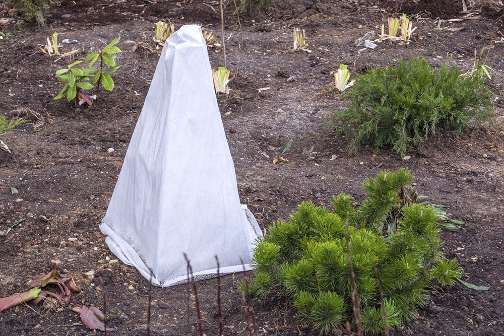    Не спешите открывать растения после зимы: дневное тепло обманчиво, ночью мороз может убить почки роз, винограда и гортензий. / Фото: iStock