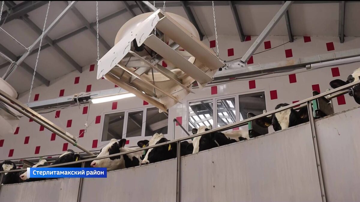    Молочные фермы заработали в Дуванском и Стерлитамакском районах Башкортостана