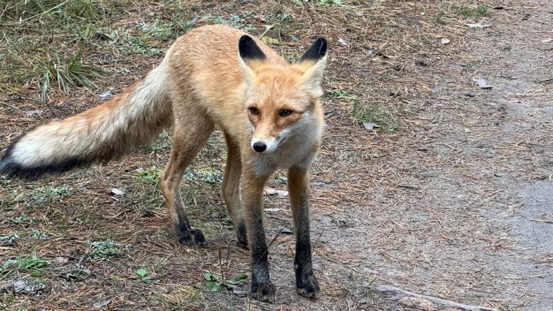     Лиса под Павловском Дмитрий Лямзин