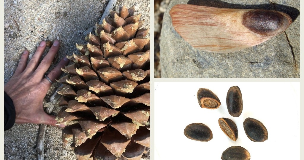 Ошибка эволюции или верный расчет? Самые нелепые пропорции в природе