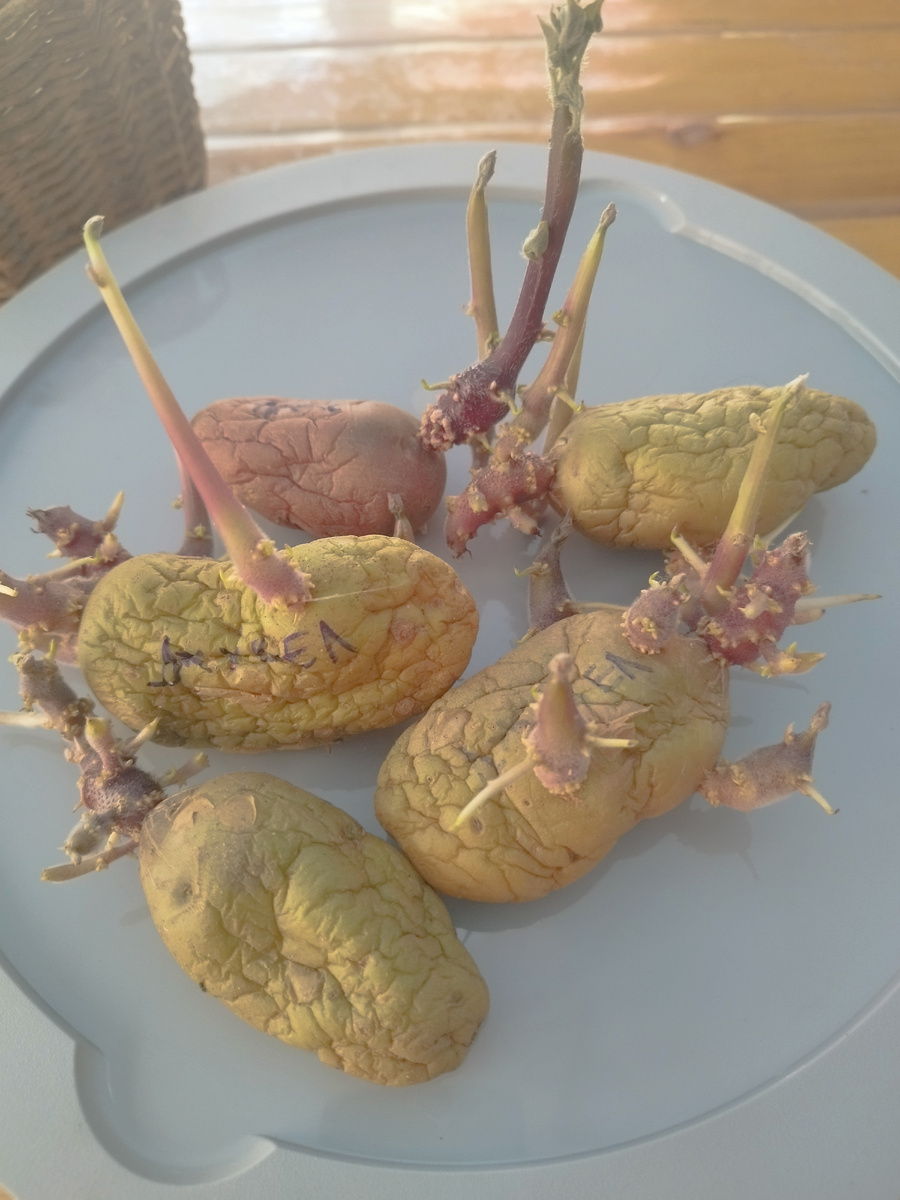 4 штучки Джувела и одна Люкс