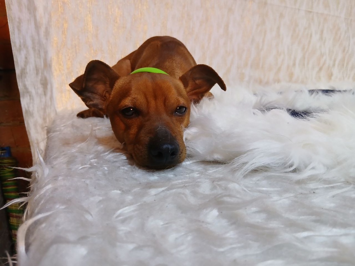 Риччи отдыхает от трудовых будней и возможно, мечтает о своём новом доме