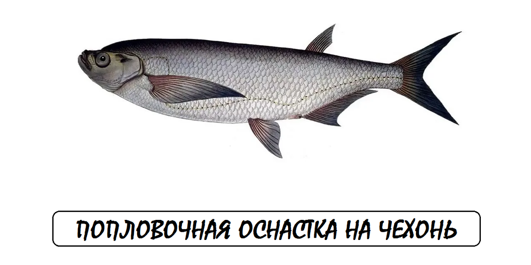 Поплавочная оснастка для чехони: Скользящий поплавок против глухого