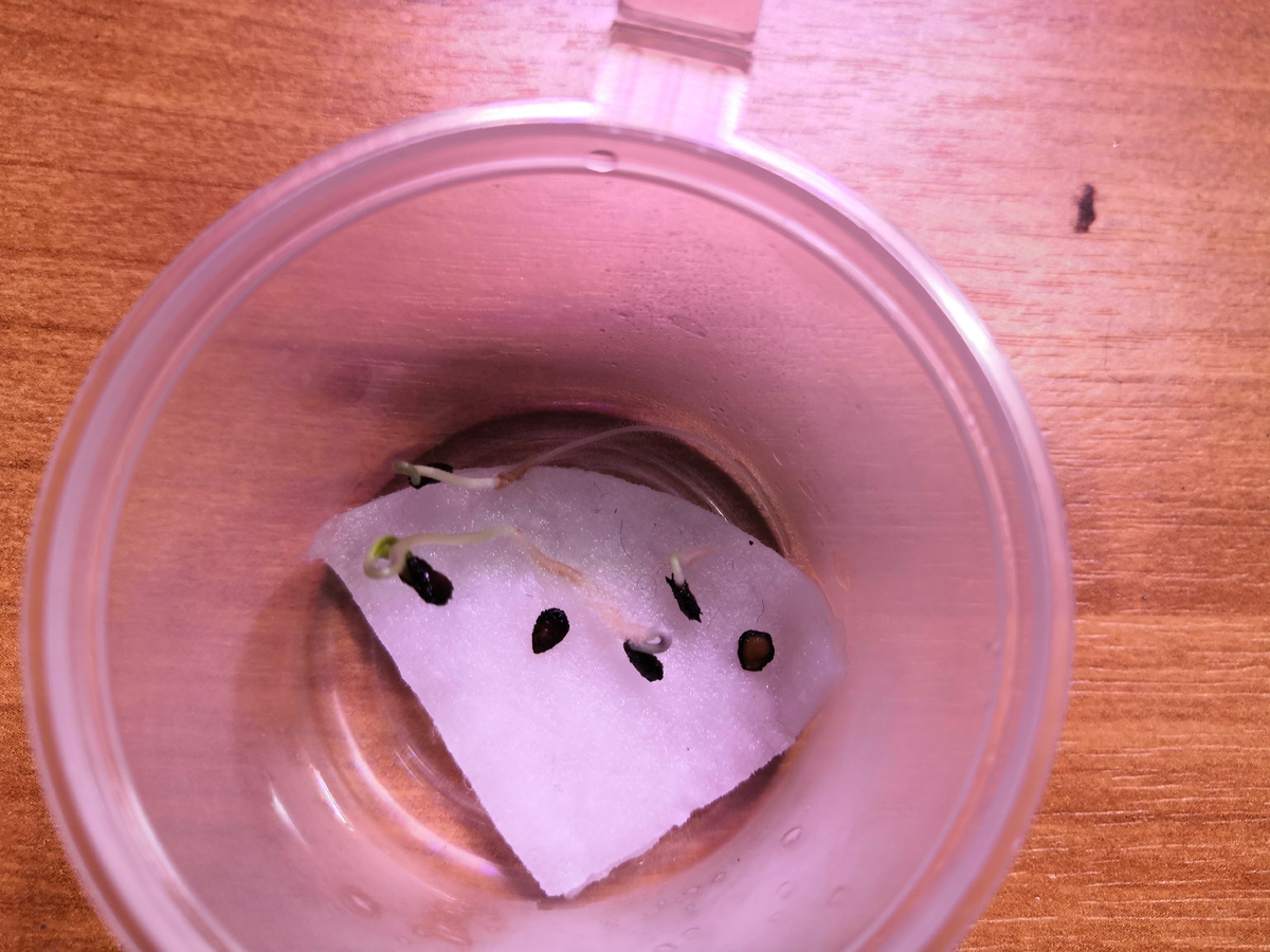 И еще проросли