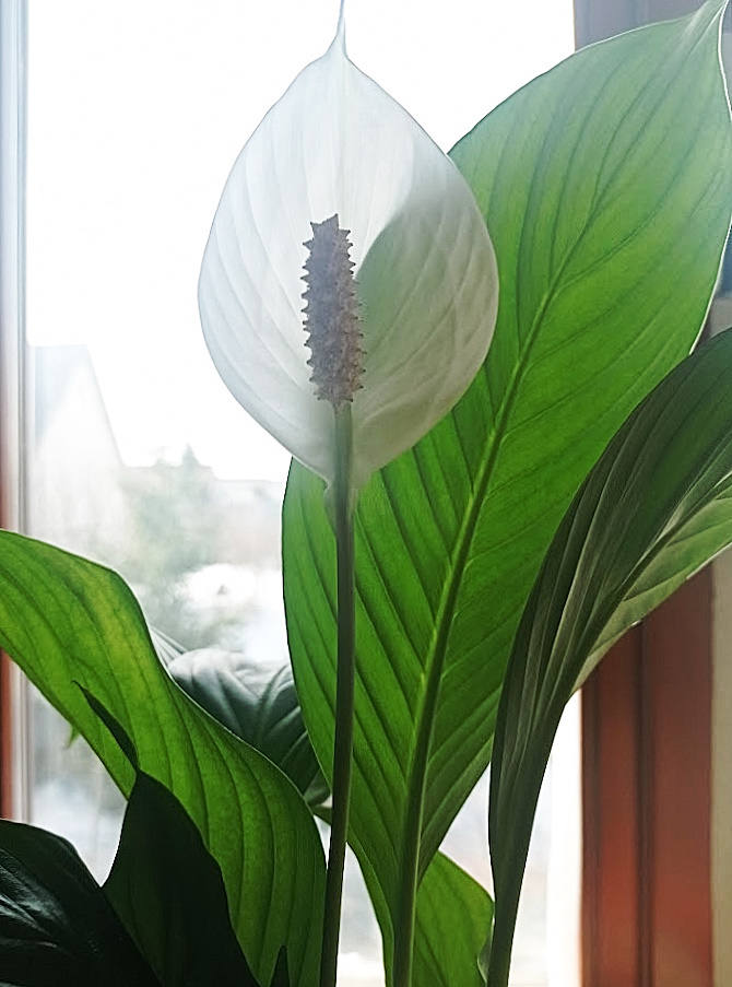 Спатифиллум.