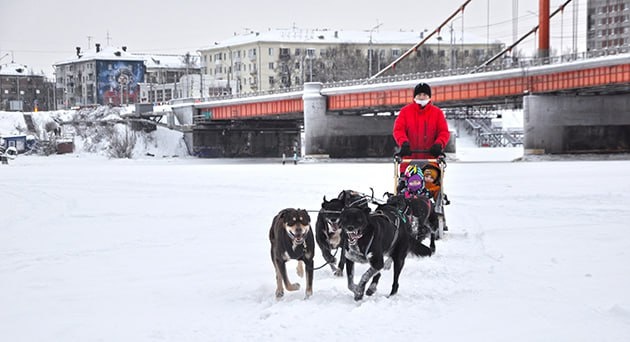 ❗️«Морские псы» на распутье: центр ездового спорта рискует покинуть Мосеев остров