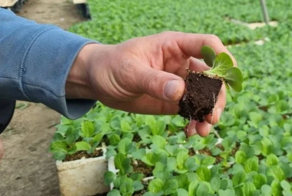    Местных тепличников поддержат рублем. Фото: sev.gov.ru