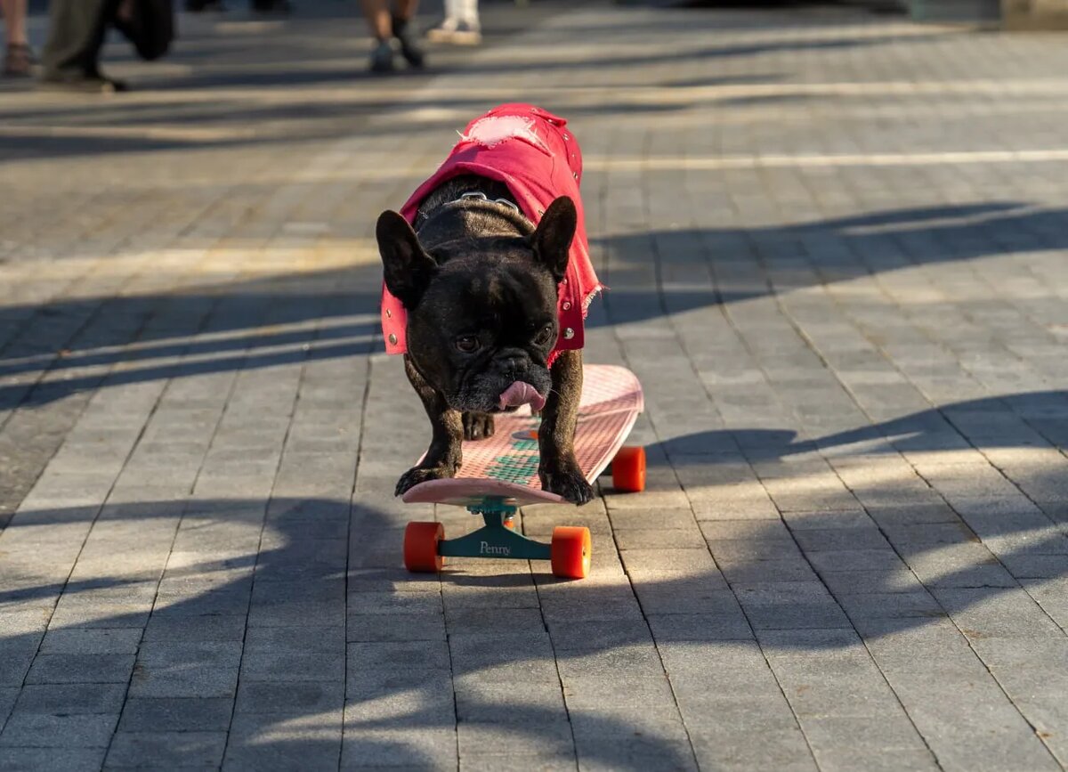 Источник фотографии: https://vdnh.ru/news/chetveronogiy_gid/