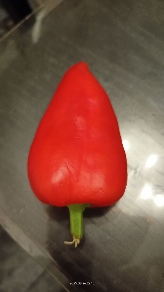 Перец сладкий "свечка". Фото автора