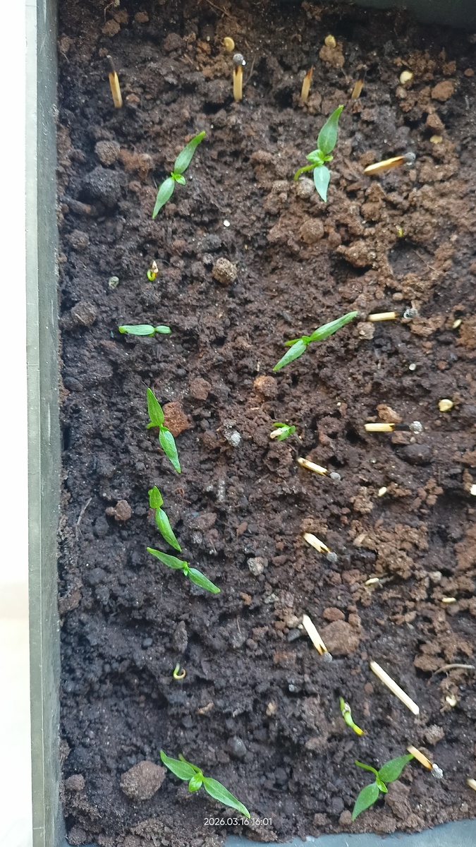 Рассада перцев. Фотот автора