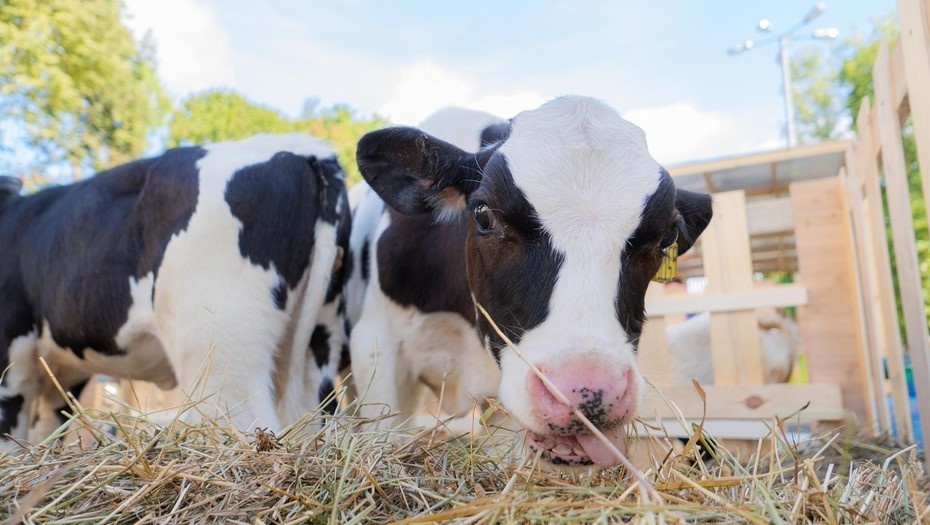    Эстонские фермеры сокращают поголовье коров из-за банкротства крупного сырного завода. Автор фото: Беликов Валентин/"ДП"