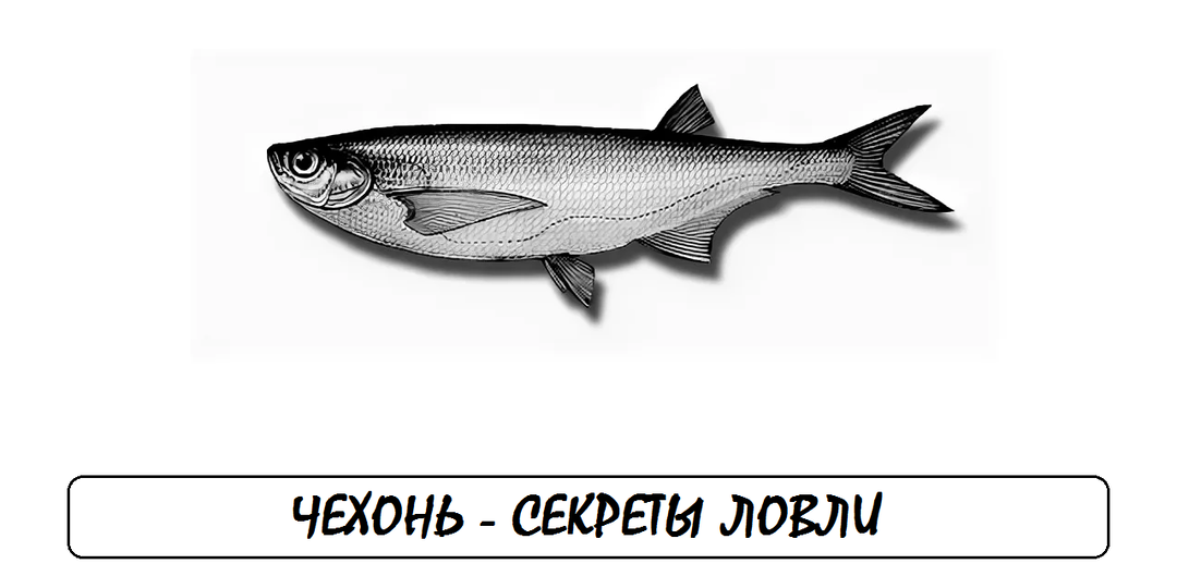 Чехонь – Секреты ловли