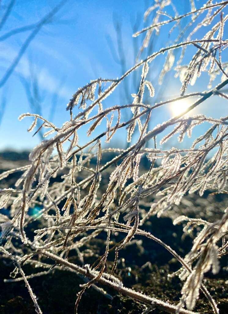    фото Людмила Сахарчук "Веселовские вести" Веселовские вести