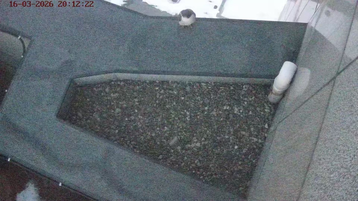  Фото: банк «Уралсиб» | пресс-служба 