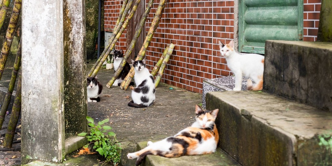 21 жизнь на кону: уральский поселок спасает кошек, переживших гибель хозяина и тяжелую зиму