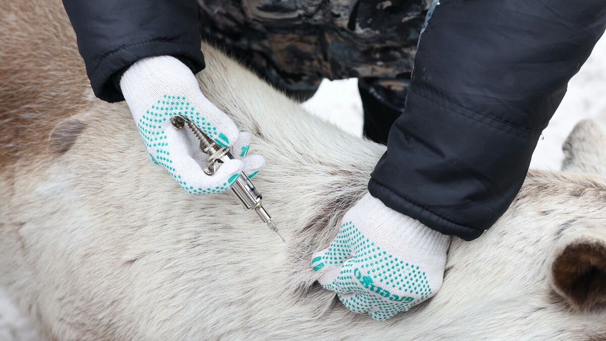    Фото: Андрей Ткачев / «Ямал-Медиа»