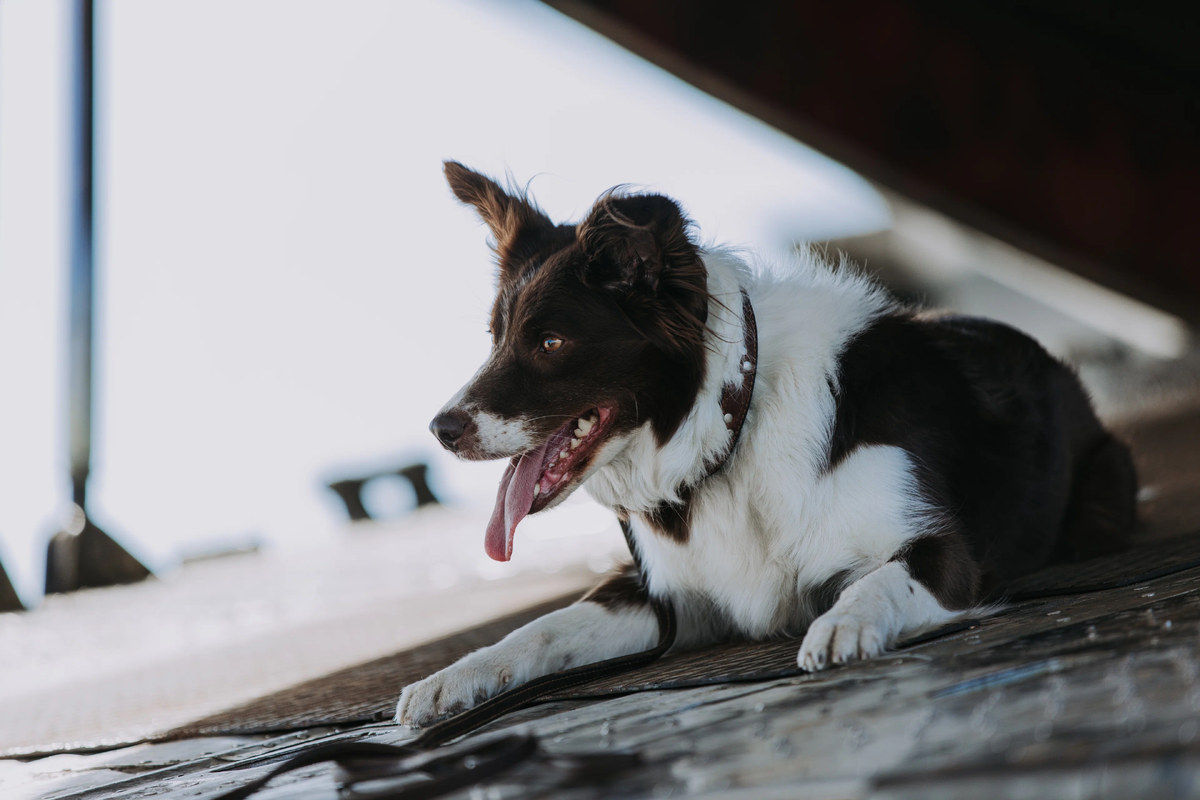 Главная героиня - собака по кличке Шанни