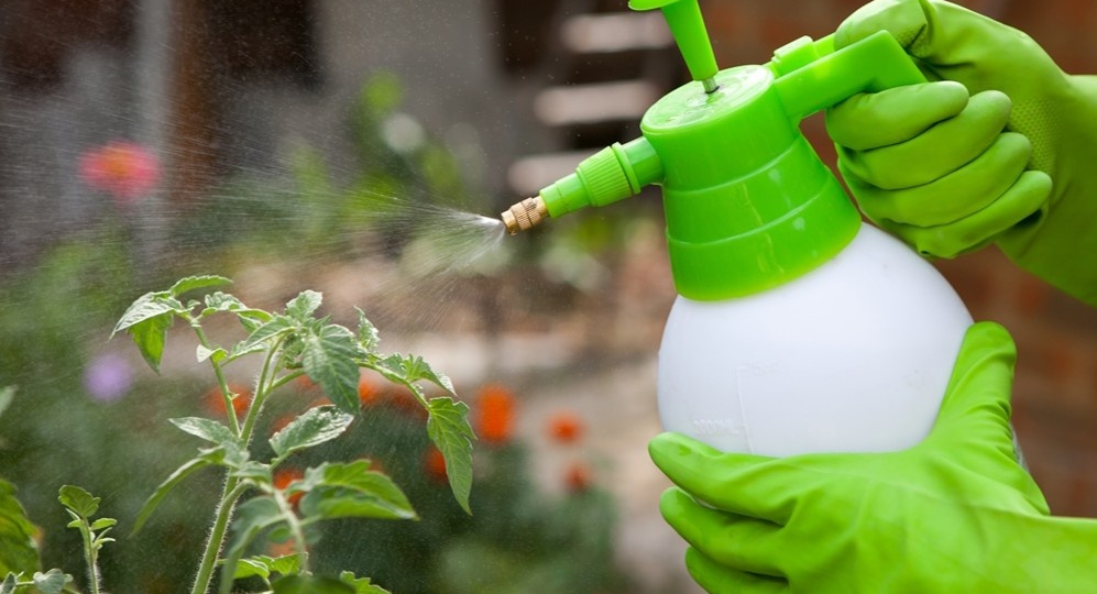 Опрыскиваю, а не поливаю: хитрость с янтарной кислотой, которая удваивает силы рассады