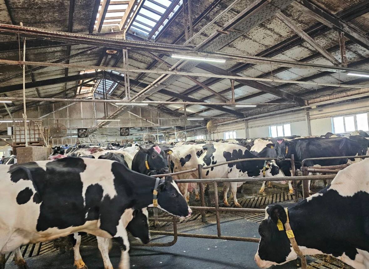 Коровы на ферме - говорим о сервис-периоде