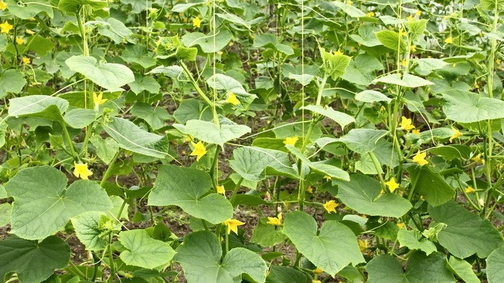 До того как узнал правильную схему, теплица каждый год превращалась в непролазные джунгли