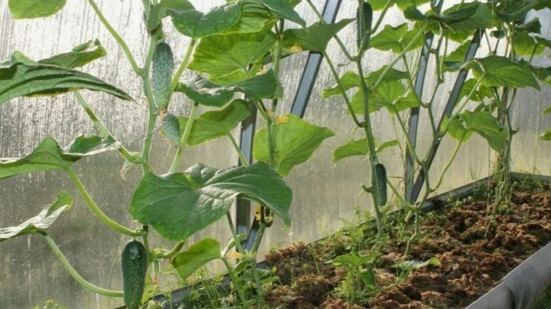 Первые четыре пазухи снизу убираю полностью — ни побегов, ни цветков, ни усов