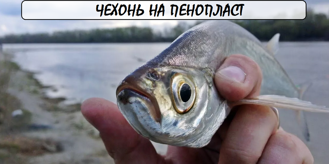 Чехонь на пенопласт: Убийственная снасть или пережиток прошлого?