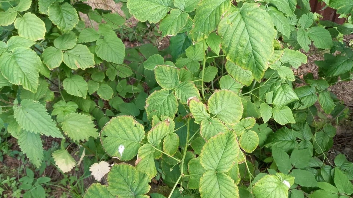 Жирующий куст — вся сила ушла в ботву, урожая почти нет